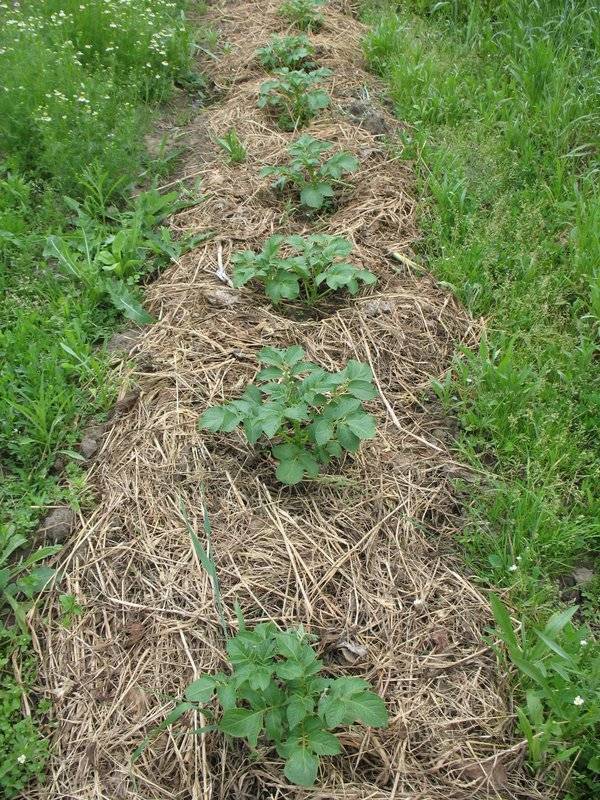 Картофель под соломой: выращивание, посадка, подготовка почвы, пошаговые рекомендации, как посадить и вырастить картошку, преимущества метода, полезное видео