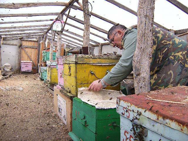 Весенняя проверка пчелиных семей. пчеловодство для начинающих