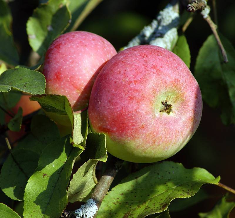 Обзор лучших сортов зимних яблонь |