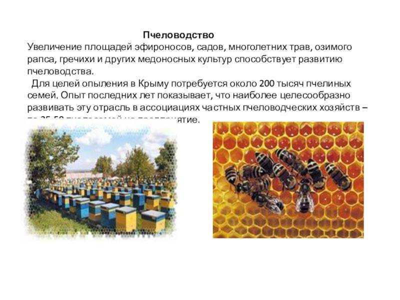 Белорусское пчеловодство: состояние, развитие, проблемы
