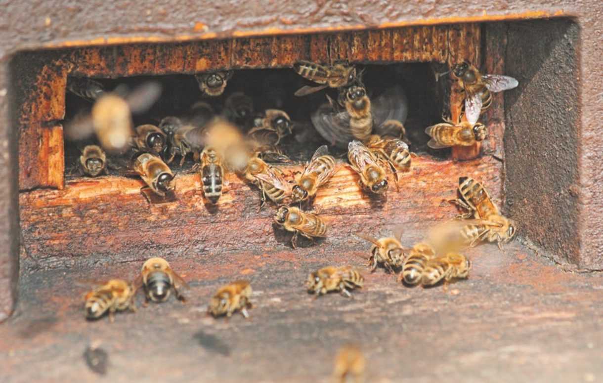 Паралич пчел: признаки, лечение и профилактика