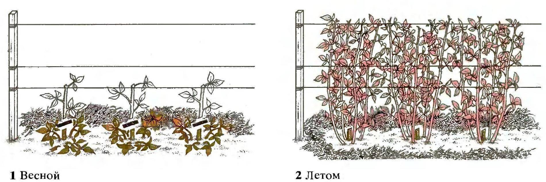 Посадка саженца малины осенью и весной в открытый грунт: сроки, схемы, уход