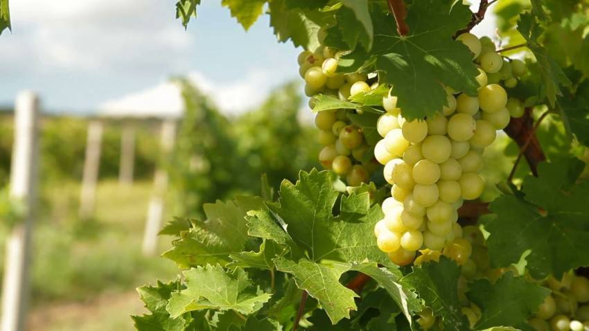 Виноград мускат: описание сортов, фото, выращивание и уход