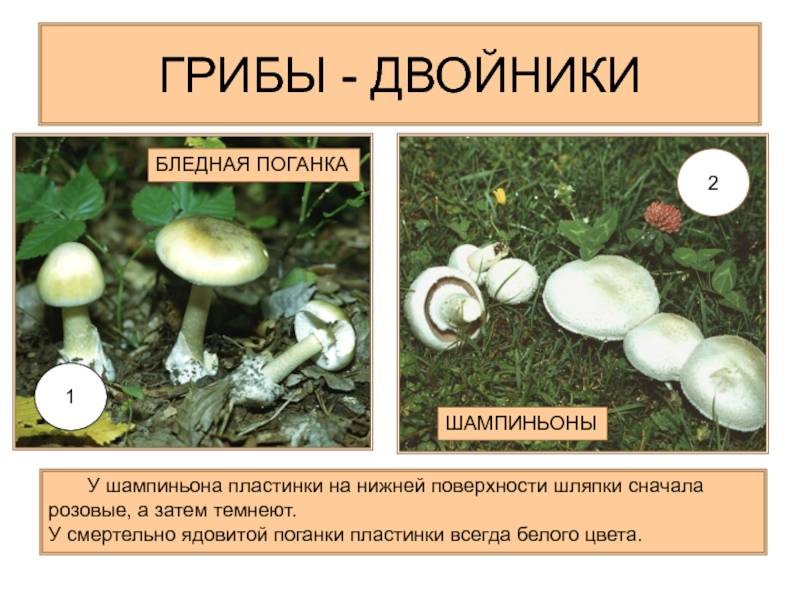 Царский гриб: описание, места произрастания, польза, рецепты - грибы собираем