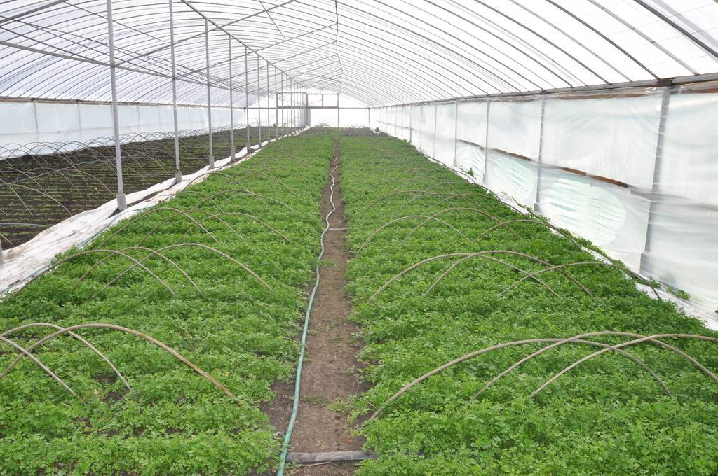 Выращивание кинзы в теплице | огородник