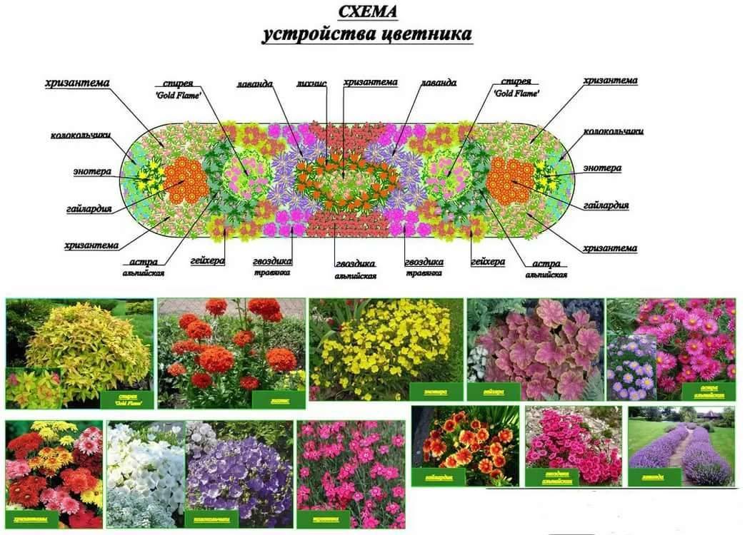 Цветник непрерывного цветения из многолетников: как создать, схемы, фото