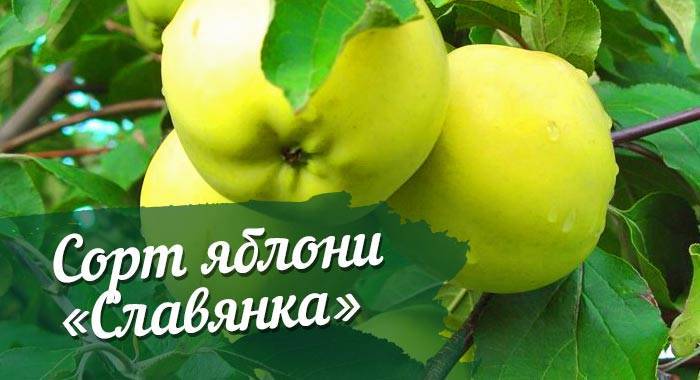 Яблоня славянка: описание сорта, фото, отзывы