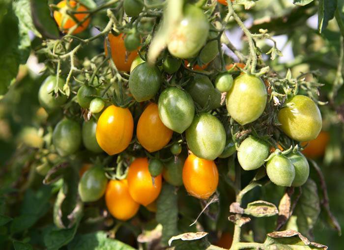 Томат гроздевые ильди: отзывы об урожайности помидоров черри, описание и характеристика сорта, фото куста