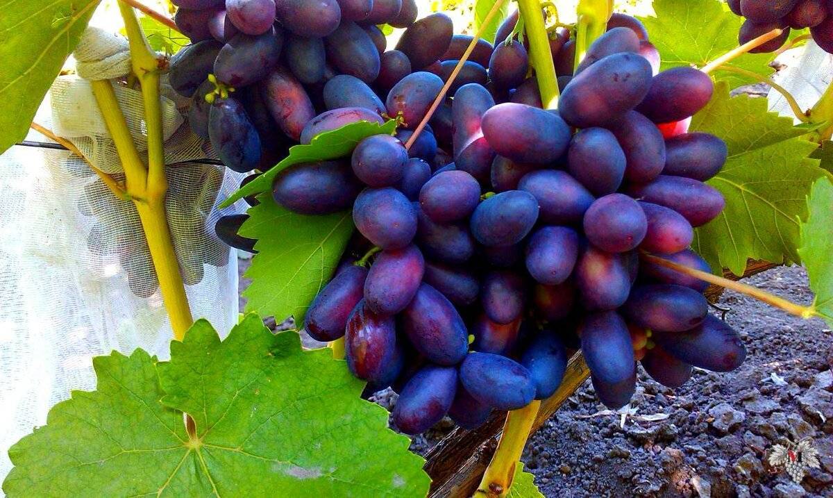 Виноград изюминка: описание сорта, фото, отзывы, характеристики и особенности выращивания