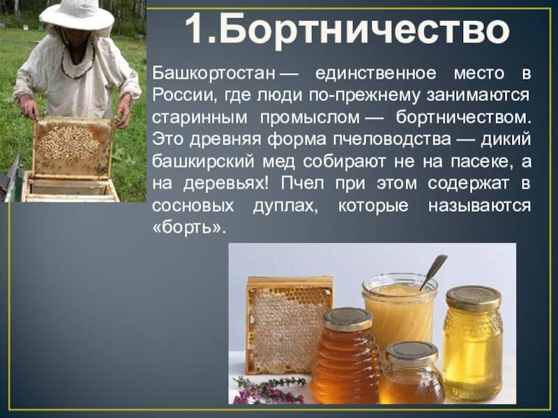 Пчеловодство в башкирии: особенности, сложности, плюсы и минусы