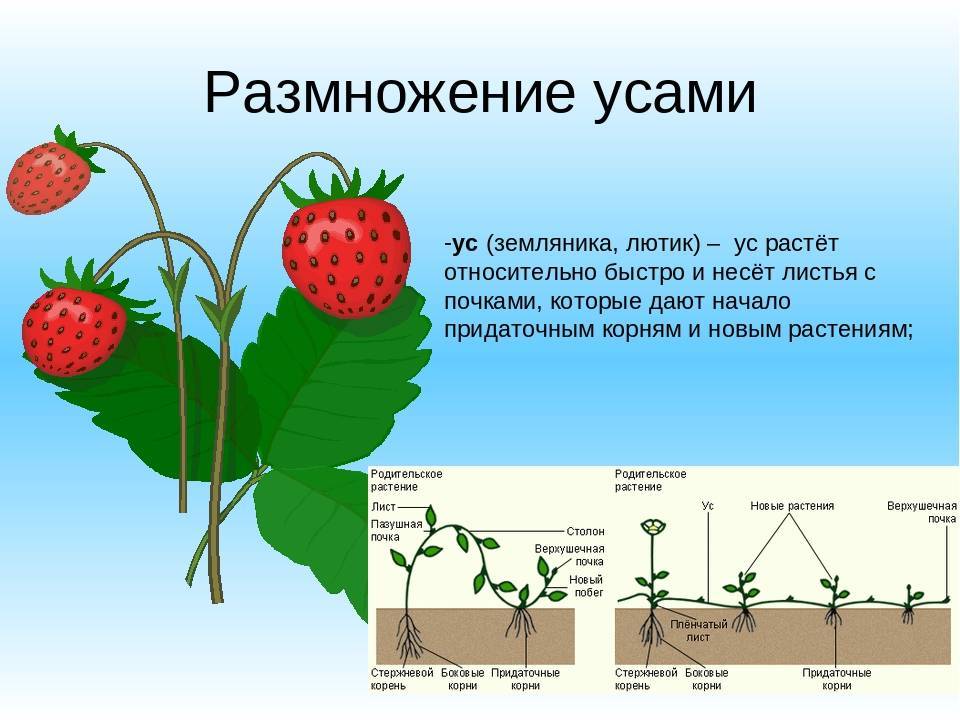 Описание и характеристики сорта клубники Альба, правила выращивания