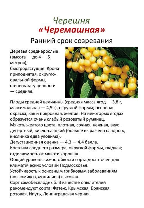 Описание и главные характеристики вишни сорта тургеневка