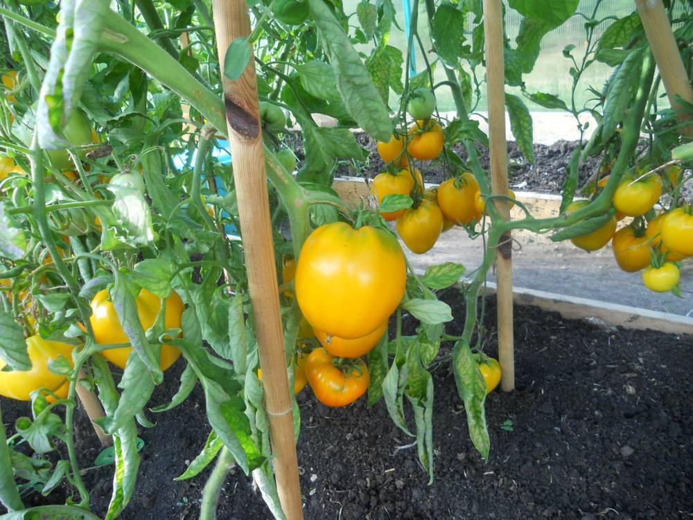 Описание и характеристики сорта томатов золотые купола, урожайность и выращивание