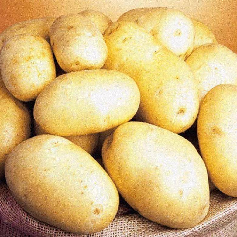 Картофель королева анна: характеристики и описание сорта, урожайность, фото, отзывы