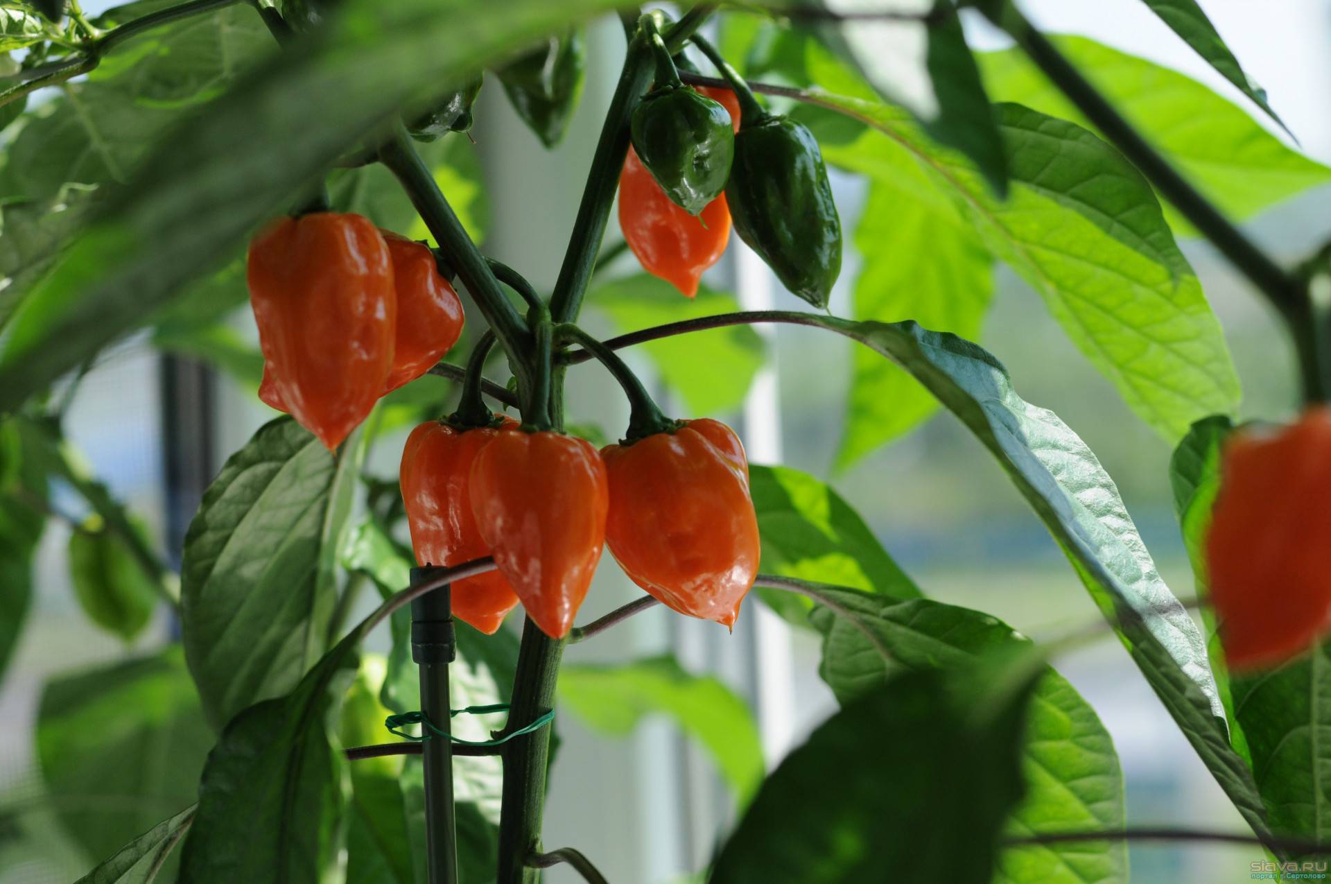 Особенности и секреты выращивания перца хабанеро в домашних условиях - всё про сады