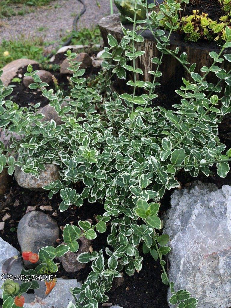 Бересклет форчуна – самый пестролистый, самый вечнозеленый, самый декоративный!
