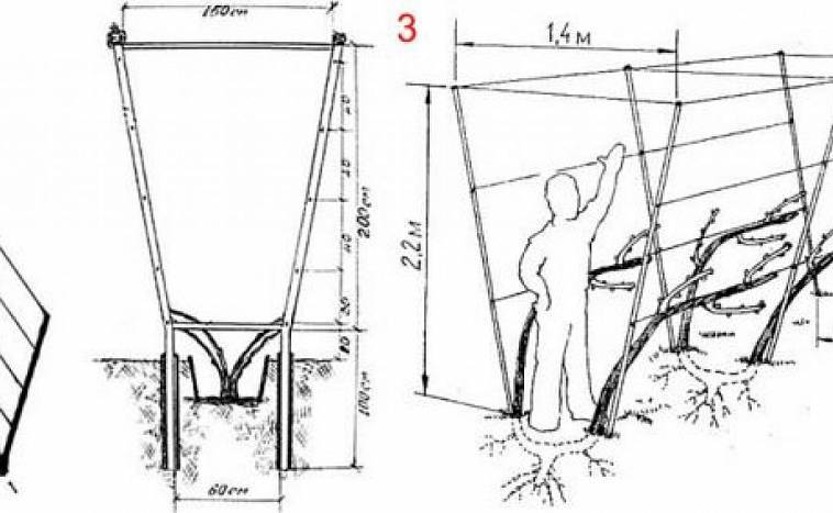 Шпалера для винограда своими руками фото чертежи