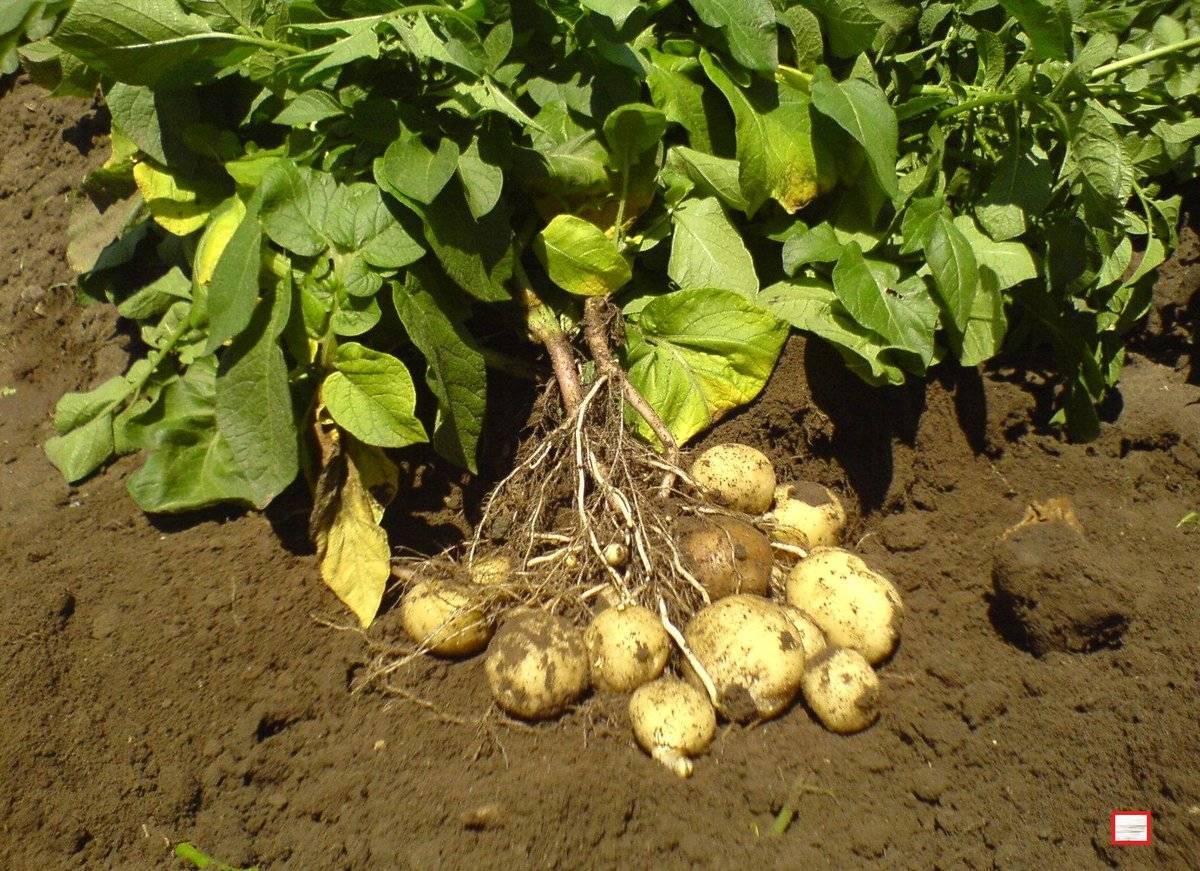 Картошка не взошла – причины и методы устранения проблемы