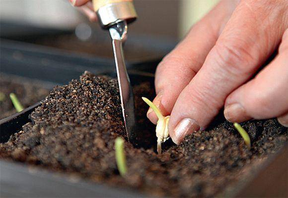 Нормы и правила посева кукурузы, как посадить и подготовить семена