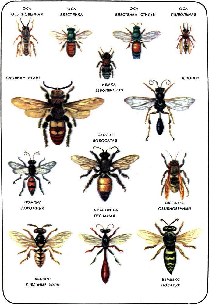 Породы пчел - названия, описания, характеристики