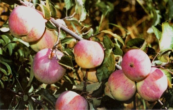О яблоне звездочка: описание сорта, характеристики, агротехника, выращивание