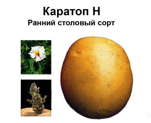 Картофель каратоп: описание сорта, фото, отзывы, характеристика, урожайность