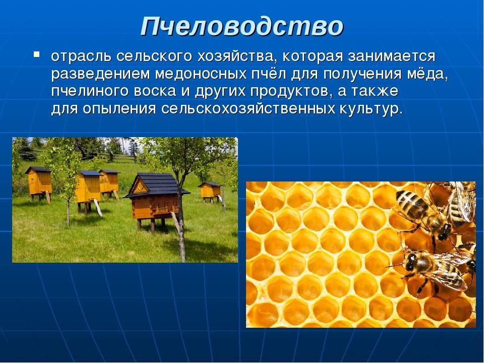 Основные технологии разведения пчел