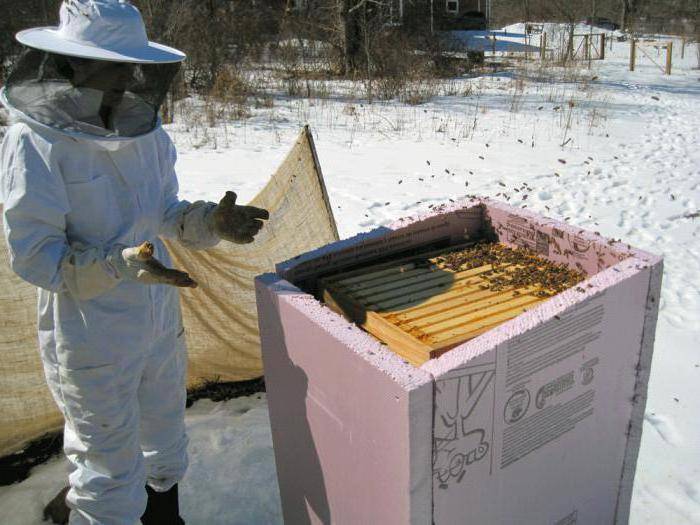 Зимовка пчел: с чего начать, когда кормить и способы зимовки пчел