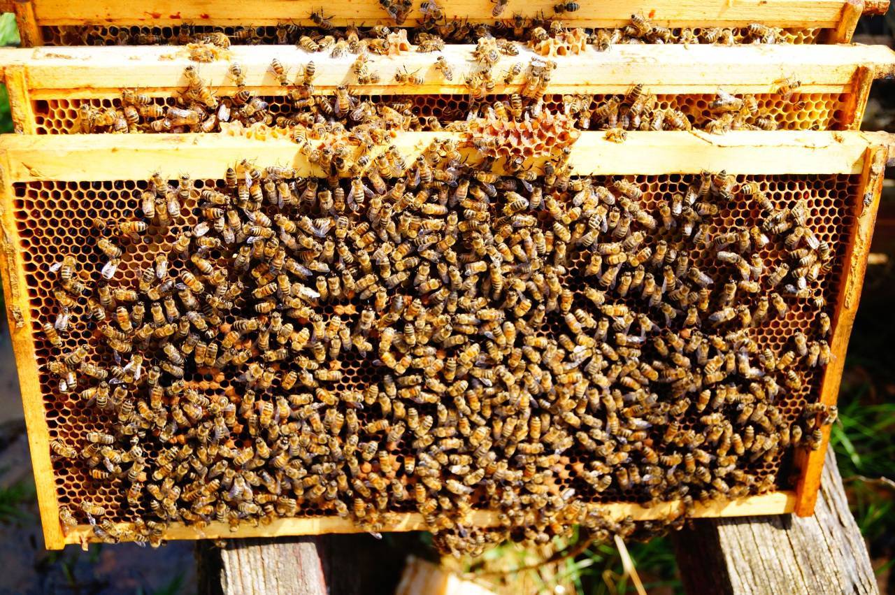 Ульи для пчел: цена, как тип улья влияет на стоимость