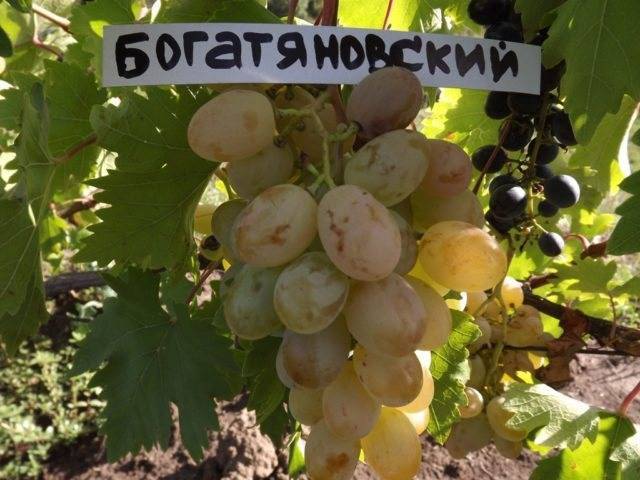 Виноград богатяновский: краткое описание сорта, фото и отзывы