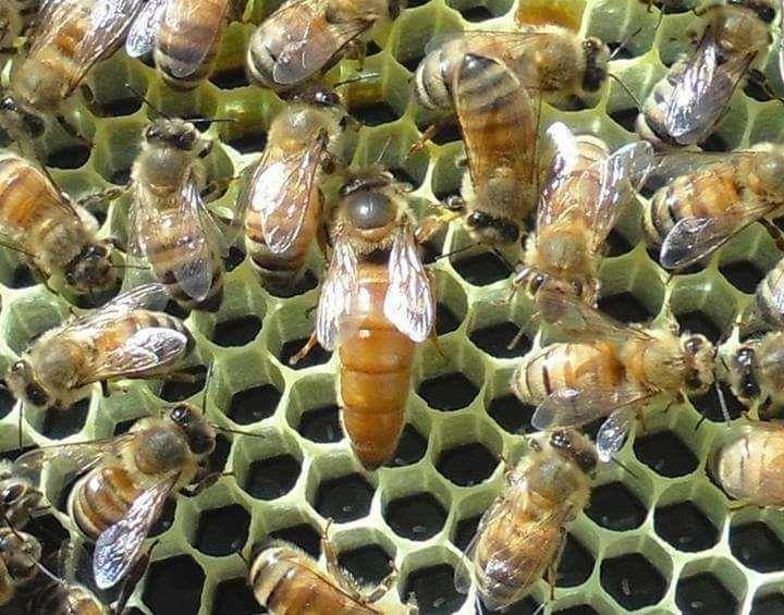 Внешнее строение пчелы