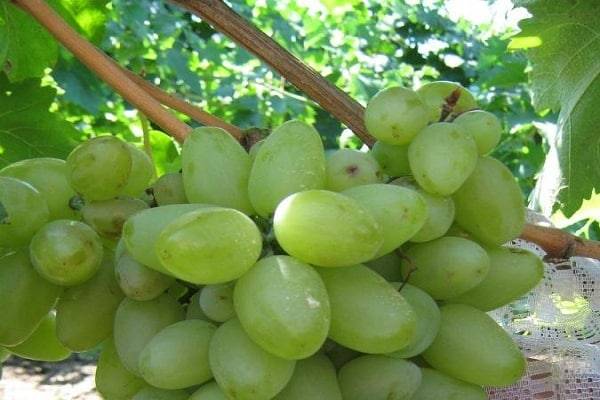 Урожайный раннеспелый виноград сфинкс: достоинства и недостатки