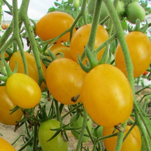 Томат ильди: характеристика и описание сорта, отзывы кто сажал их и фото, урожайность гроздевых помидор