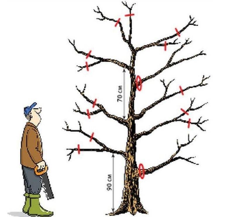 Обрезка плодовых деревьев осенью: схема, сроки
