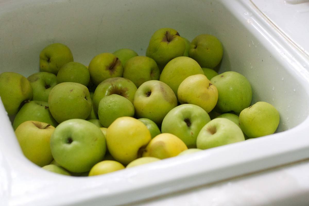 Яблоки гренни смит (granny smith) — описание яблони