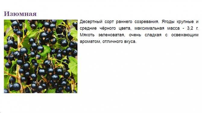 Сладкий сорт чёрной смородины изюмная: внешний вид и описание сорта, фото