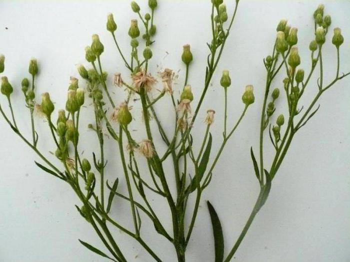Трава гусиные лапки (какалия копьевидная): полезные свойства, фото