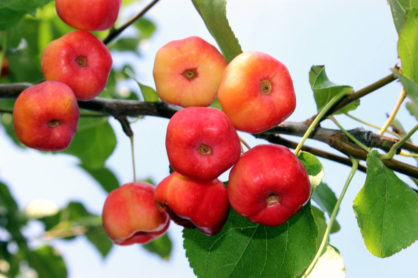 Яблоки ранетки — от саженца до яблочного варенья