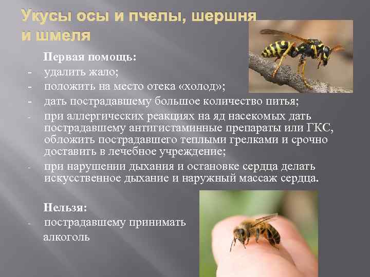 Укус шмеля и его последствия: что делать в домашних условиях, если укусило опасное насекомое?