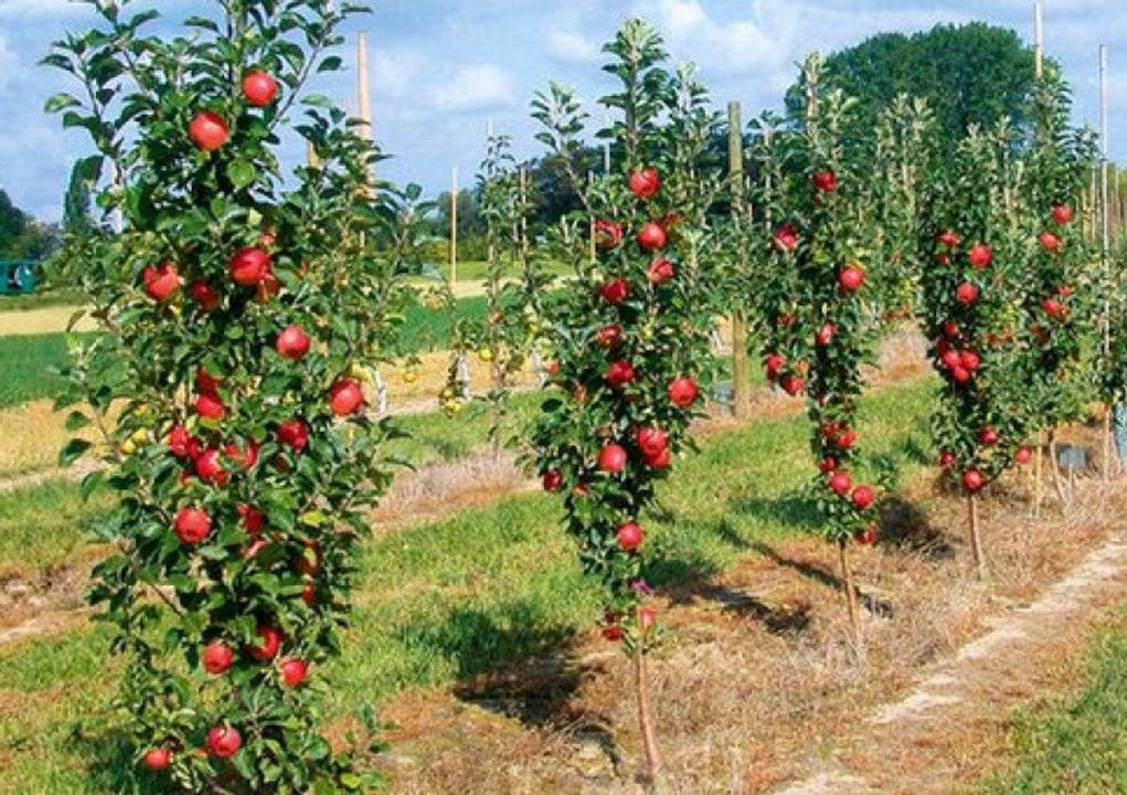 Сорта карликовых яблонь, описание и особенности выращивания