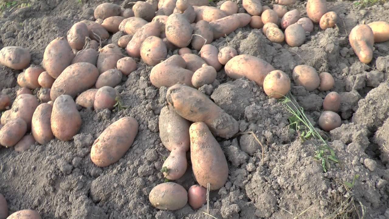Картофель ирбитский: среднеспелый сорт с хорошей урожайностью: характеристики, свойства, методы