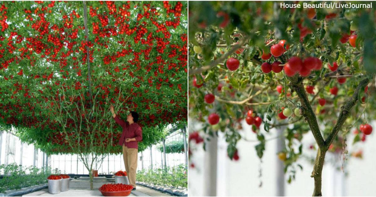 Как вырастить помидорное дерево в домашних условиях
