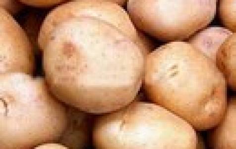 Картофель красавчик: описание, особенности выращивания и ухода за сортом