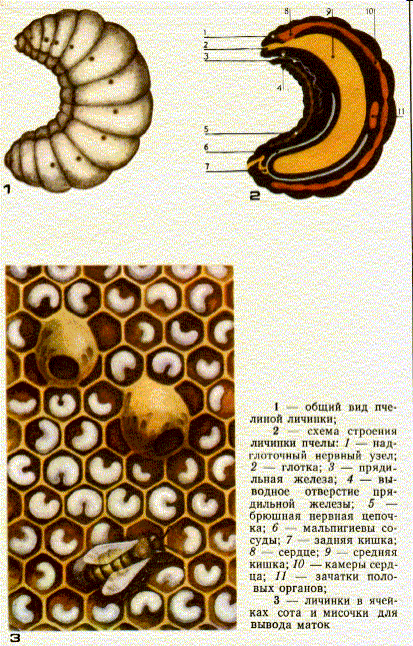 О личинках пчел, а также молодых пчелах, как они называются, стадии развития