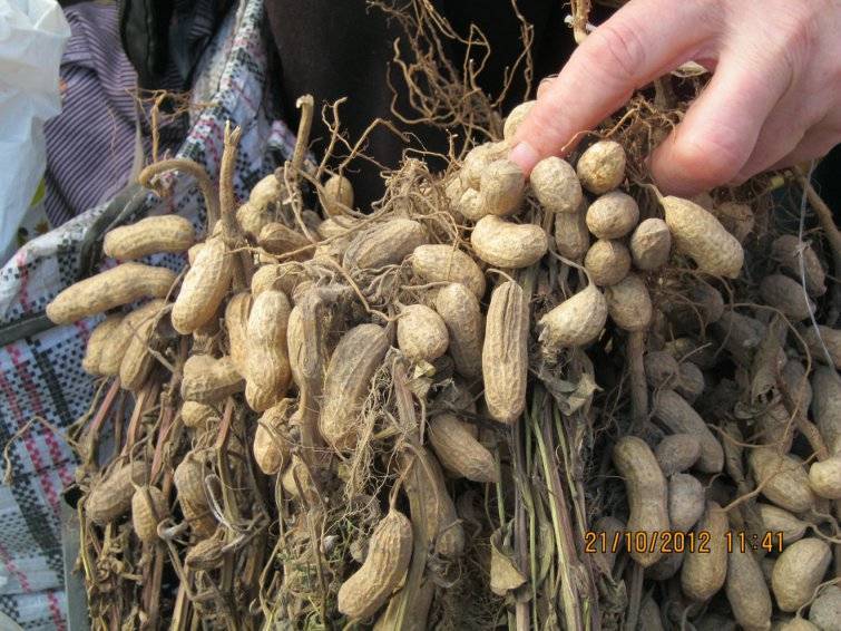 Как вырастить арахис в домашних условиях и на огороде