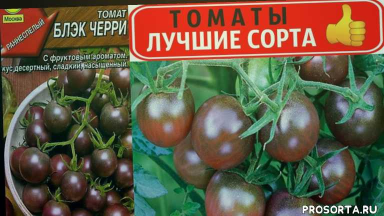 Описание томата Черный барон и рекомендации по выращиванию сорта
