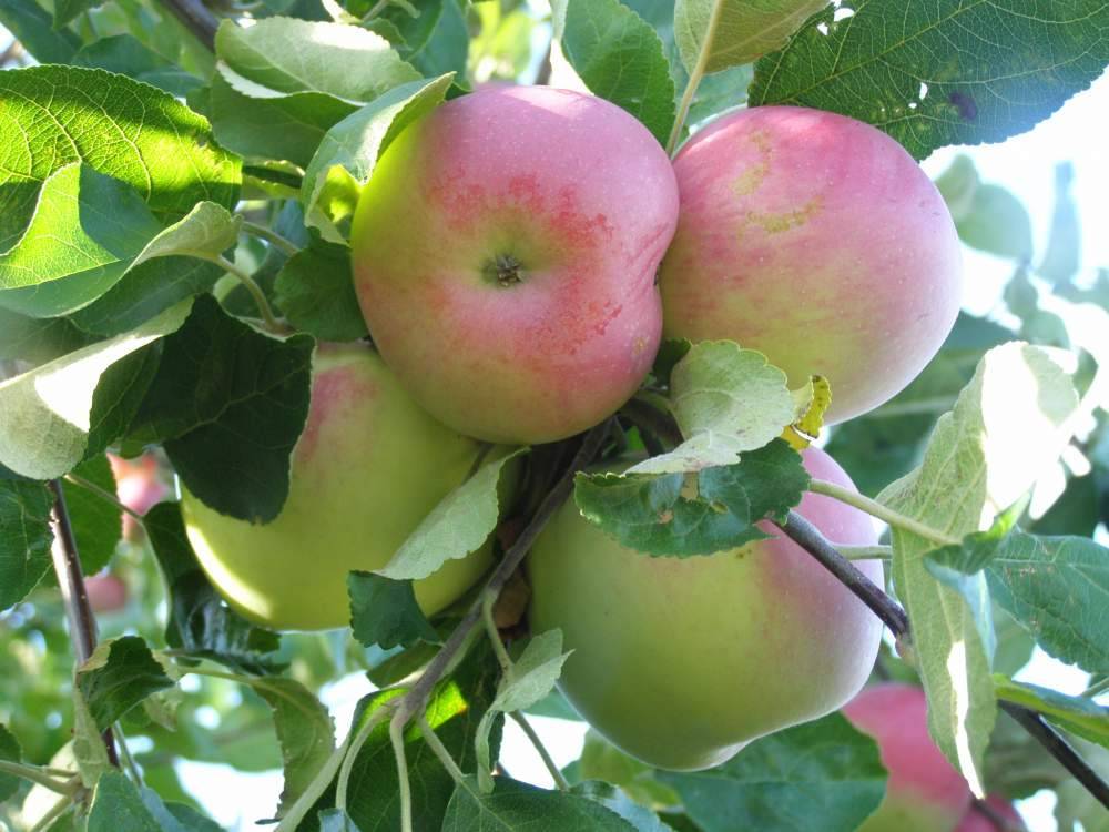 Яблоня вишневое: описание сорта, фото, отзывы