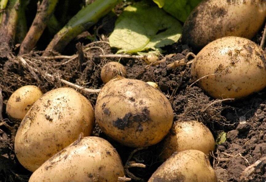 Когда выкапывать картофель на хранение в 2021 году: сроки, благоприятные дни
