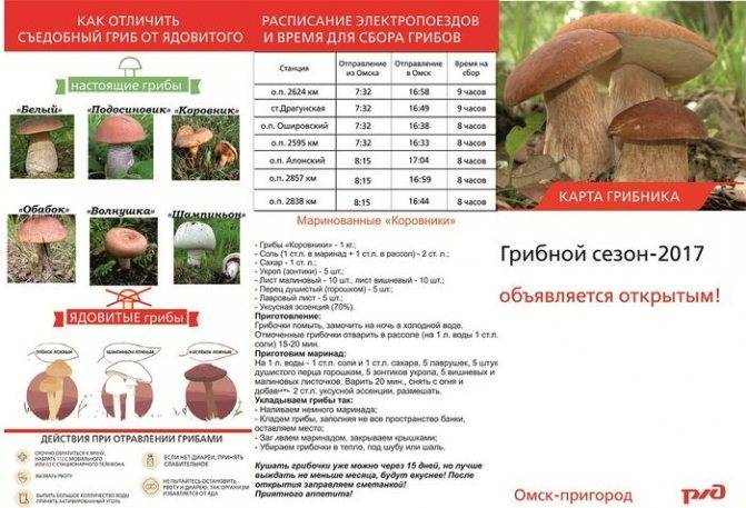Названия съедобных и несъедобных грибов с картинками