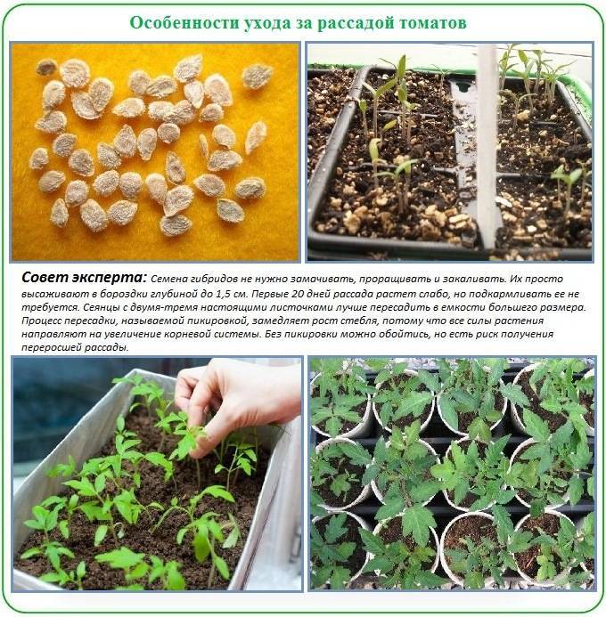 Помидоры черри: выращивание, как посадить семена, уход, фото, видео — когда сажать на рассаду помидоры черри — про огород